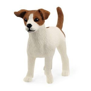 Terier Jack Russel 5