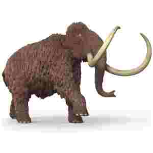 Mamut 21